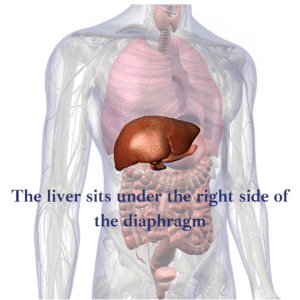 Image showing location of liver in the body