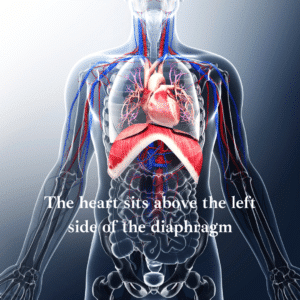 image of body showing diphragm and heart
